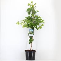 Ginkgo biloba 120 cm - Warentuin natuurlijk Ginkgo biloba 120 cm - Warentuin natuurlijk