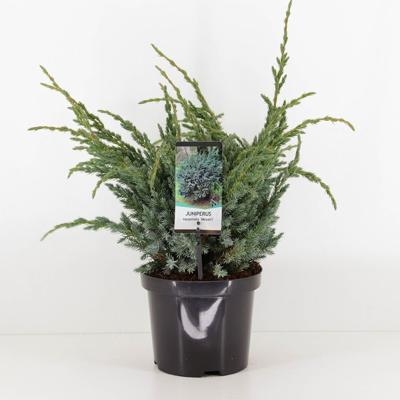 Juniperus squamata meyeri - Warentuin natuurlijk