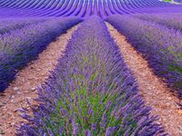 Tuinposter lavendel 6 - thumbnail