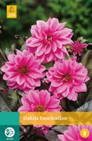 Dahlia Fascination 1 bol - Jub