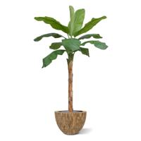 Banaan Royal XL kunstboom 300cm
