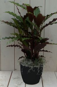 Calathea rood blad zwarte/antraciete pot 40 cm - Warentuin Natuurlijk