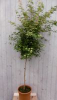 Japanse esdoorn groen blad stamhoogte 100 cm - Warentuin Natuurlijk