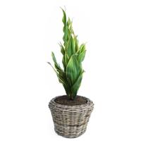 Planten/bloemen mand - rotan - gevlochten riet - D27 x H20 cm - drypot - plantenpot