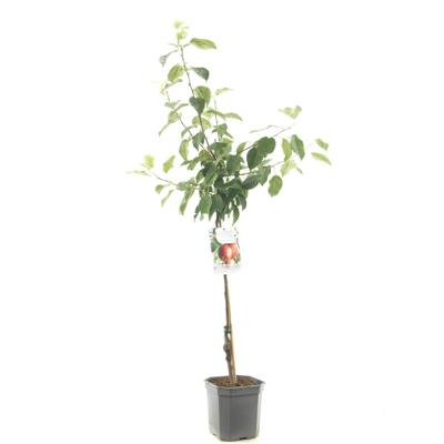 Appelboom malus domestica Summerred