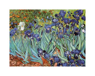 Kunstdruk Vincent Van Gogh - Iris 30x24cm
