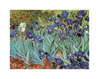 Kunstdruk Vincent Van Gogh - Iris 30x24cm