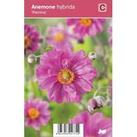 Herfstanemoon (anemone hybrida "Pamina") najaarsbloeier - 12 stuks