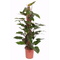 Philodendron &apos;Red Emerald&apos; P 24 cm