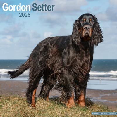 Gordon Setter Kalender 2026