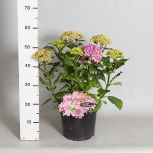 Hydrangea Macrophylla "Double Flowers Pink"® boerenhortensia - 30-40 cm - 1 stuks