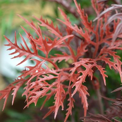Ming Aralia kunststof tak 50cm - burgundy UV