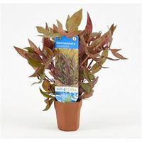 Alternanthera reineckii rosaefolia - 10 stuks - aquarium plant - thumbnail