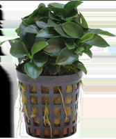 AquaVitaal Anubias Nana Bonzai