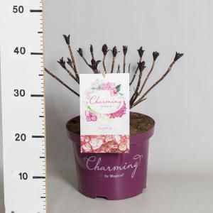 Hydrangea Macrophylla "Charming® Sophia Pink"® boerenhortensia - 30-40 cm - 1 stuks
