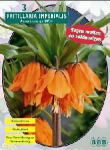 Kievitsbloem