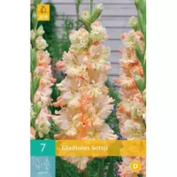 7 Gladiolus Sotsji