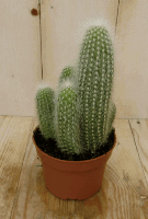 Kamerplant Stekel Cactus - Warentuin natuurlijk
