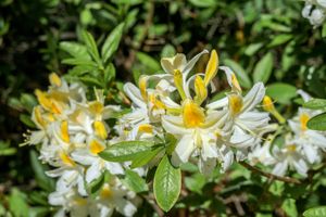 Azalea mollis wit