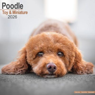 Poedel Toy en Miniatuur Kalender 2026