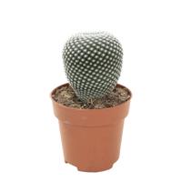 Mammillaria Pseudoperbella - P 9 cm Mammillaria Pseudoperbella - P 9 cm