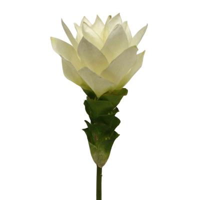 Curcuma 50 cm wit