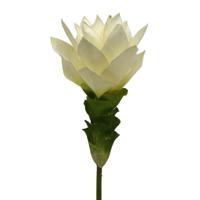 Curcuma 50 cm wit
