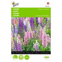 2 stuks Lupinus polyphyllus Russell s Hybriden Gemengd - thumbnail