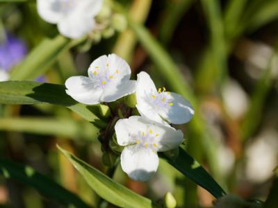 Eendagsbloem