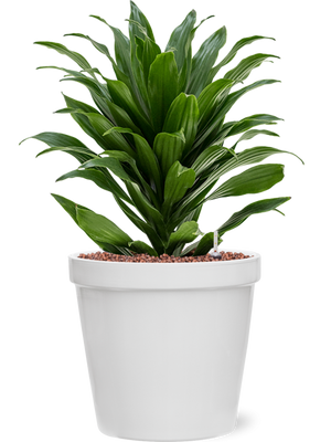 Dracaena Compacta in Feliz Conica Wit