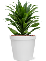 Dracaena Compacta in Feliz Conica Wit - thumbnail