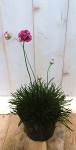 3 stuks! Engels gras roze - Warentuin natuurlijk