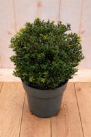 Japanse hulst Ilex crenata Twiggy 50 cm Warentuin Natuurlijk - Warentuin natuurlijk