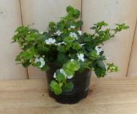 3 stuks! Bacopa wit zomerbloeiers Warentuin Natuurlijk - Warentuin natuurlijk