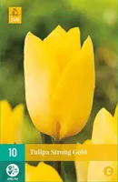 X 10 Tulipa Strong Gold - thumbnail