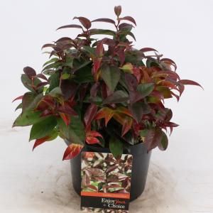 Druifheide (Leucothoe “Lovita”) heester - 20-25 cm - 6 stuks