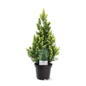 Picea glauca Rainbow s End 30-40 cm Conifeer - Warentuin natuurlijk