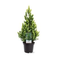 Picea glauca Rainbow s End 30-40 cm Conifeer - Warentuin natuurlijk