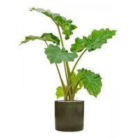 Plant in Pot Alocasia Portadora 120 cm M kamerplant in Cylinder Green 30 cm bloempot - thumbnail