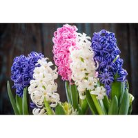 Inductiebeschermer - Hyacinth - 83x52 cm - thumbnail