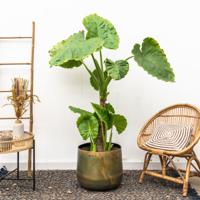 Alocasia Portodora enkele stam - 180cm Alocasia Portodora enkele stam - 180cm