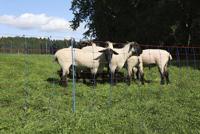 AKO schapennettitan premium 90cmx50m dubbel pen blauworanje