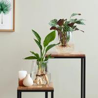 Ctenanthe Burle Marxii en Strelitzia Reginae met Modena Vaas - Duo DIY Ctenanthe Burle Marxii en Strelitzia Reginae met Modena Vaas - Duo DIY