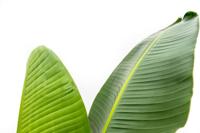 Strelitzia Augusta - 220cm - ⌀30 Strelitzia Augusta - 220cm - ⌀30