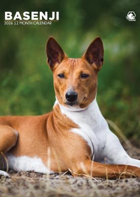 Basenji A3 Kalender 2026