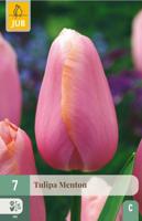 Tulp Menton 7 bollen