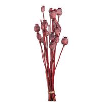 Droogbloemen Bunch Papaver Holland - roze - 58 cm - Leen Bakker - thumbnail