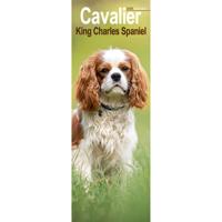 Cavalier King Charles Spaniel Kalender 2026 Slimline