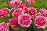 Roze Engelse roos