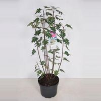 Sering (syringa pinnatifolia) - 70-90 cm - 1 stuks